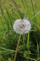 Pusteblume auf der Wiese
