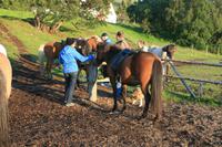 Vorbereitungen für den Reitausflug mit den Islandpferden