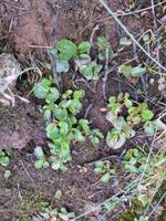 052_Krater Grábrók - kleinster Baum