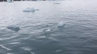 296_Gletscherlagune Jörkulsarlon