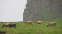 361_Island-Kühe