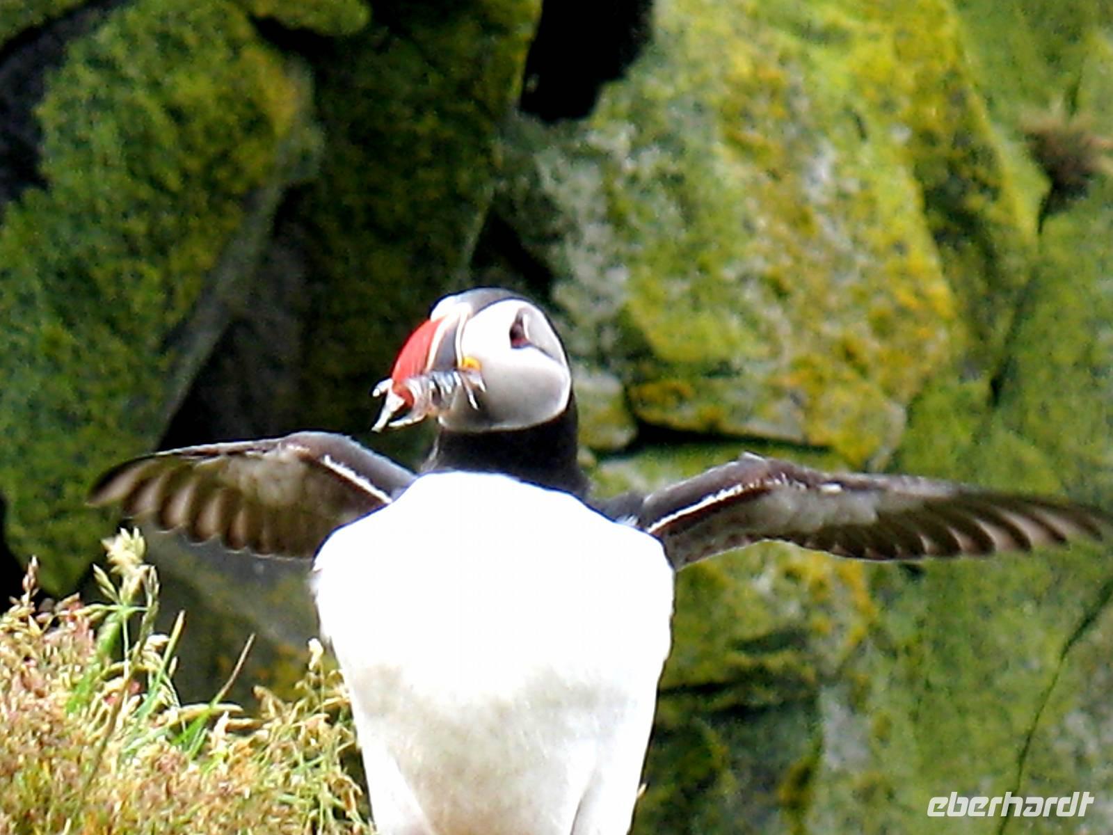 Landspitze Dyrhólaey
