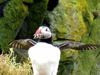 Landspitze Dyrhólaey