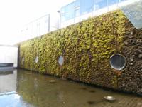 Reykjavik-am Rathaus Lava und Moos