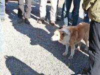 Islands Pferde in Flugumyri-Hofhund