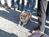 Islands Pferde in Flugumyri-Hofhund