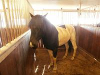 Islands Pferde in Flugumyri