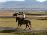 Islands Pferde in Flugumyri