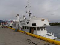 Walwatching in Asbyrgi