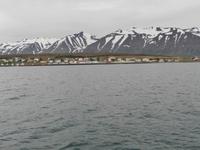 Walwatching im Eyjafjordur