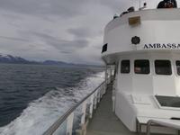 Walwatching im Eyjafjordur