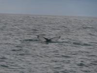 Walwatching im Eyjafjordur