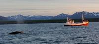 Rundreise Island – Naturparadies im Atlantik - Walbeobachtung