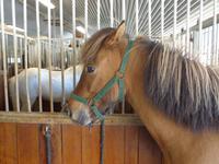 Rundreise Island – Naturparadies im Atlantik