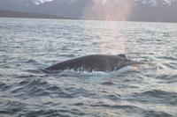 Rundreise Island – Naturparadies im Atlantik