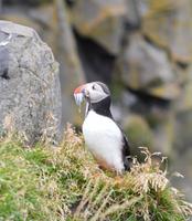 Rundreise Island – Naturparadies im Atlantik