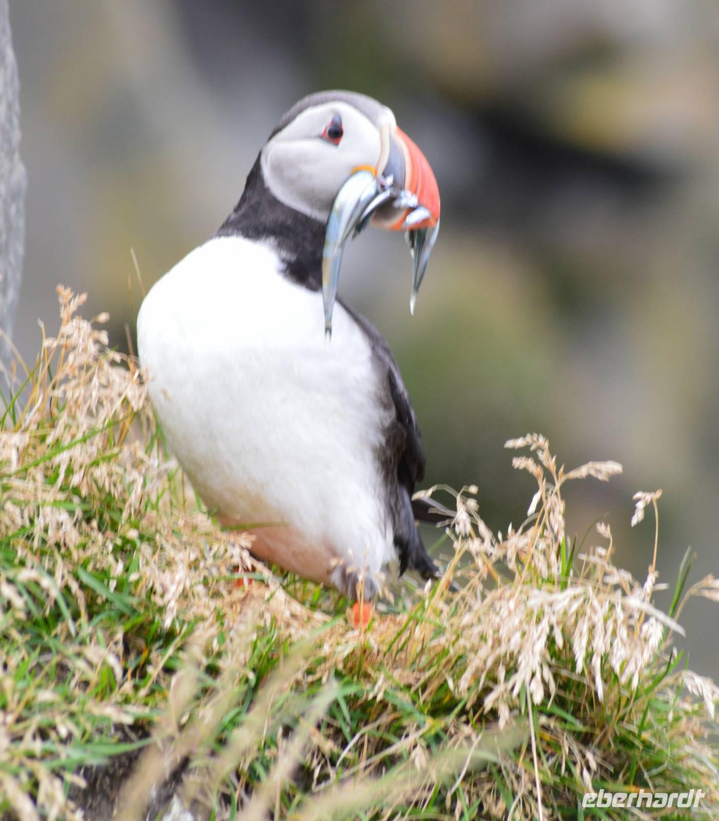 Rundreise Island – Naturparadies im Atlantik
