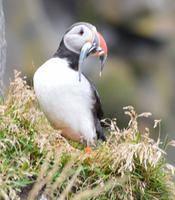 Rundreise Island – Naturparadies im Atlantik