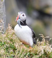 Rundreise Island – Naturparadies im Atlantik