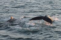 Rundreise Island – Naturparadies im Atlantik