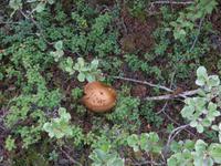 Lava-Labyrinth Dimmuborgir-Pilze