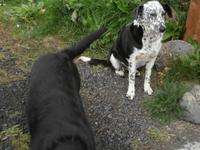 Mödrudalur Bauernhof-Hundeglück