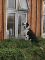 Mödrudalur Bauernhof-Hundeglück