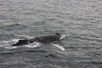 Walwatching in Asbyrgi