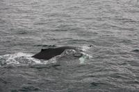 Walwatching in Asbyrgi