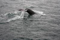 Walwatching in Asbyrgi