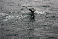 Walwatching in Asbyrgi