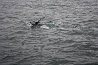 Walwatching in Asbyrgi