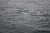 Walwatching in Asbyrgi