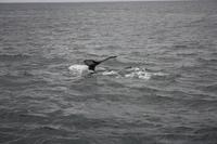 Walwatching in Asbyrgi