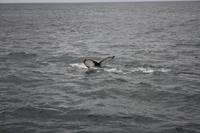 Walwatching in Asbyrgi