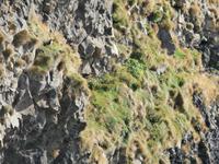 Landspitze Dyrholaey-Papageientaucher Revier