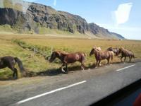 Islands Pferde an der Strasse