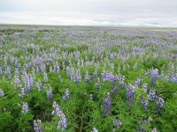 Alaska Lupinen