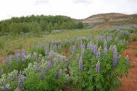 Alaska-Lupine besiedelt die Berghänge Islands 