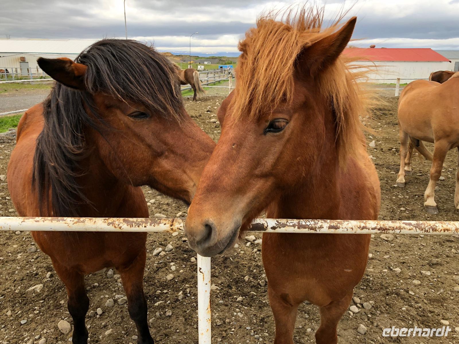 Galsi Horse Farm 