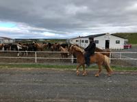 Galsi Horse Farm 