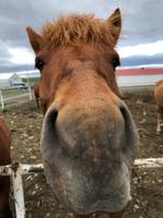 Galsi Horse Farm 