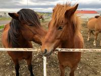 Galsi Horse Farm 