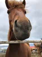Galsi Horse Farm 