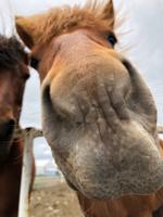 Galsi Horse Farm 