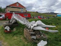 Höfn