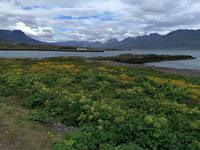 Höfn