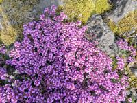 Island - Flora