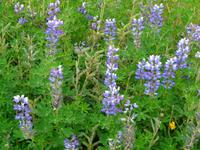 Island - Lupinen