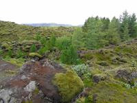 Island - Vegetation 